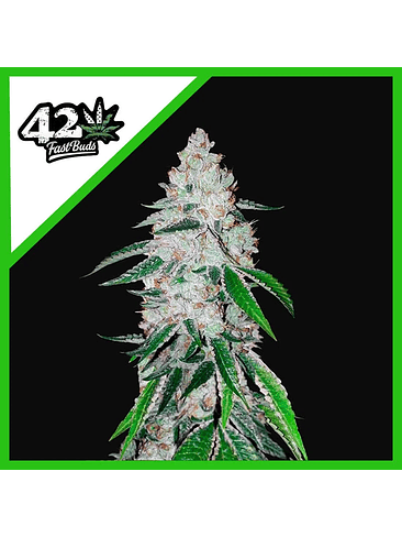 WEST COAST OG AUTO X3-FAST BUDS 1