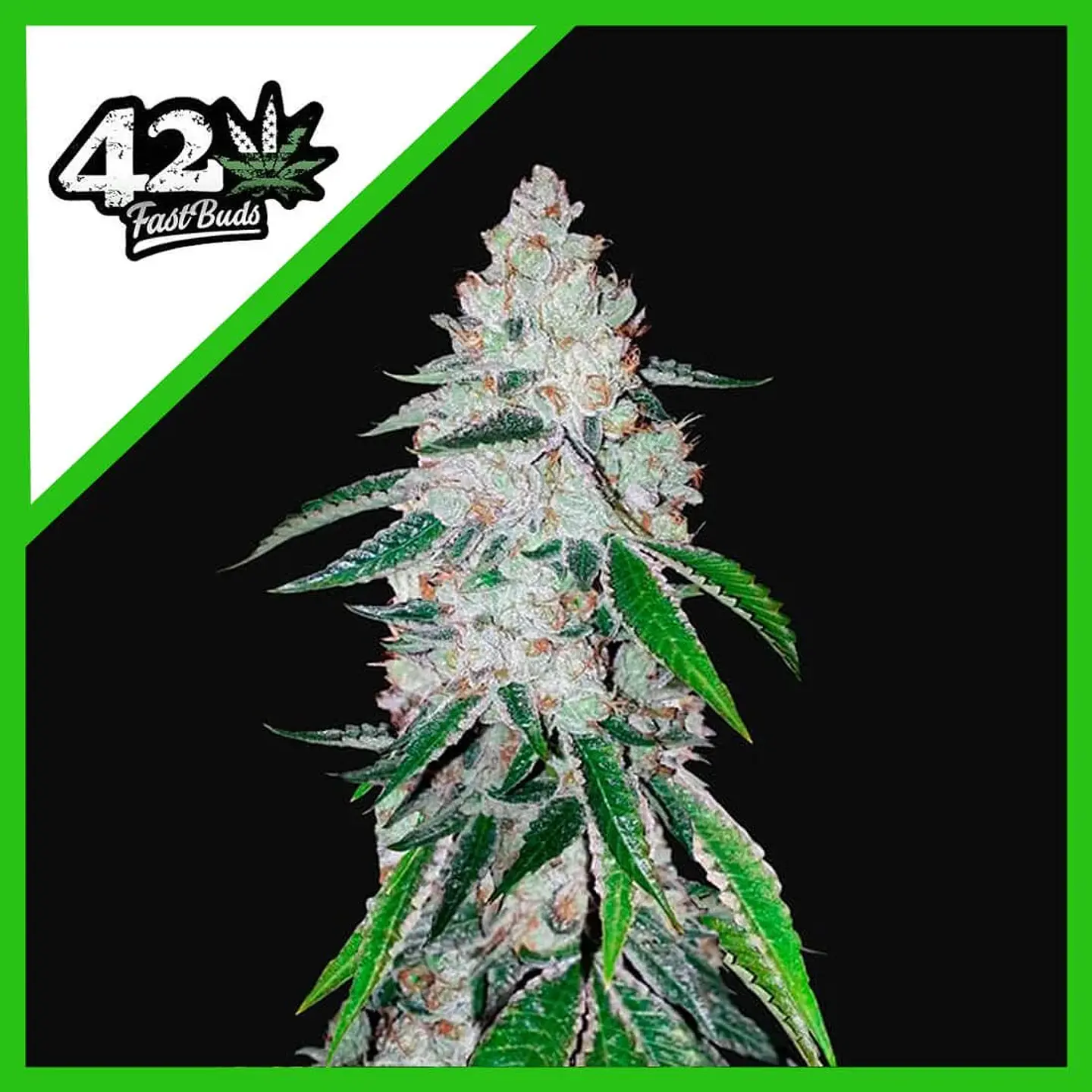 West Coast Og Auto -Fast Buds (X3/X1) 1