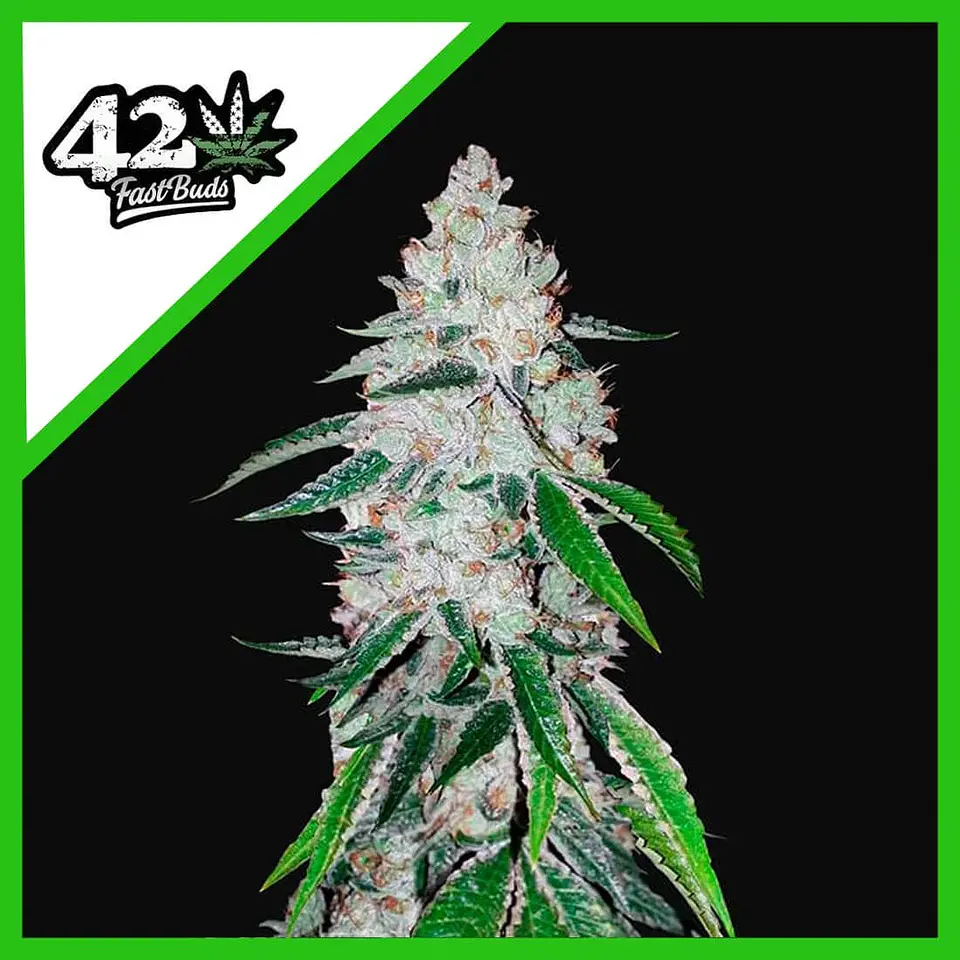 West Coast Og Auto -Fast Buds (X3/X1) 1