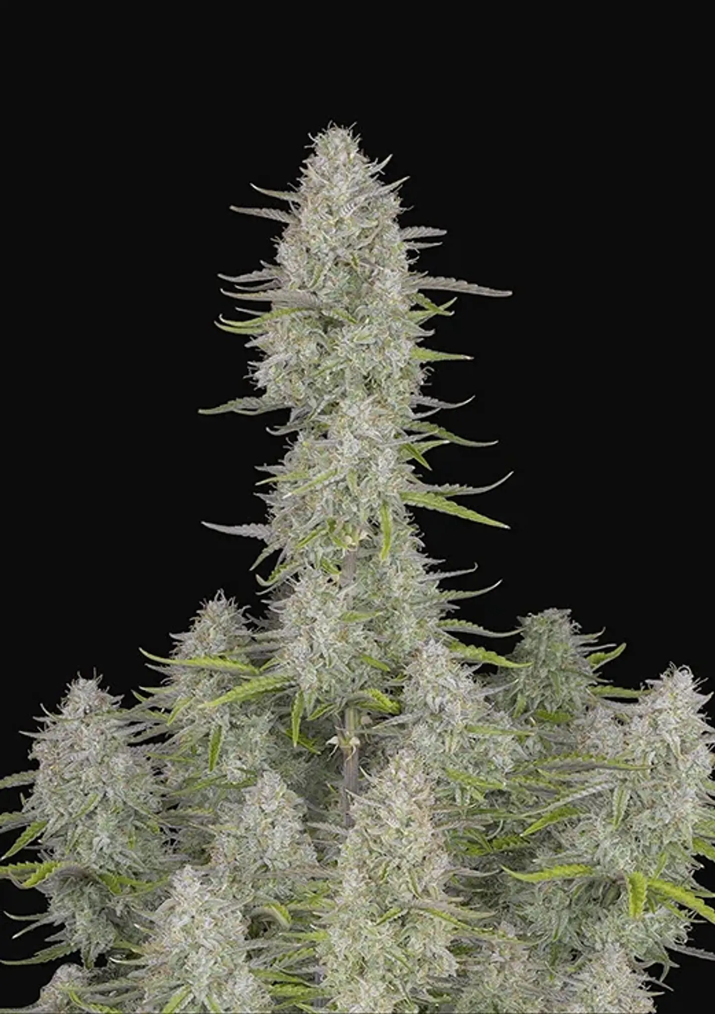 Wedding Cheescake Auto -Fast Buds (X3/X1) 1
