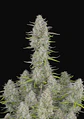 Wedding Cheescake Auto -Fast Buds (X3/X1) - Miniatura 1