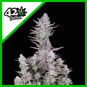 WEDDING GLUE AUTO X1-FAST BUDS