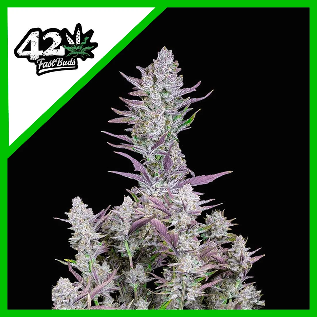 Wedding Glue Auto -Fast Buds (X3/X1) 1