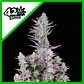 Wedding Glue Auto -Fast Buds (X3/X1) - Miniatura 1