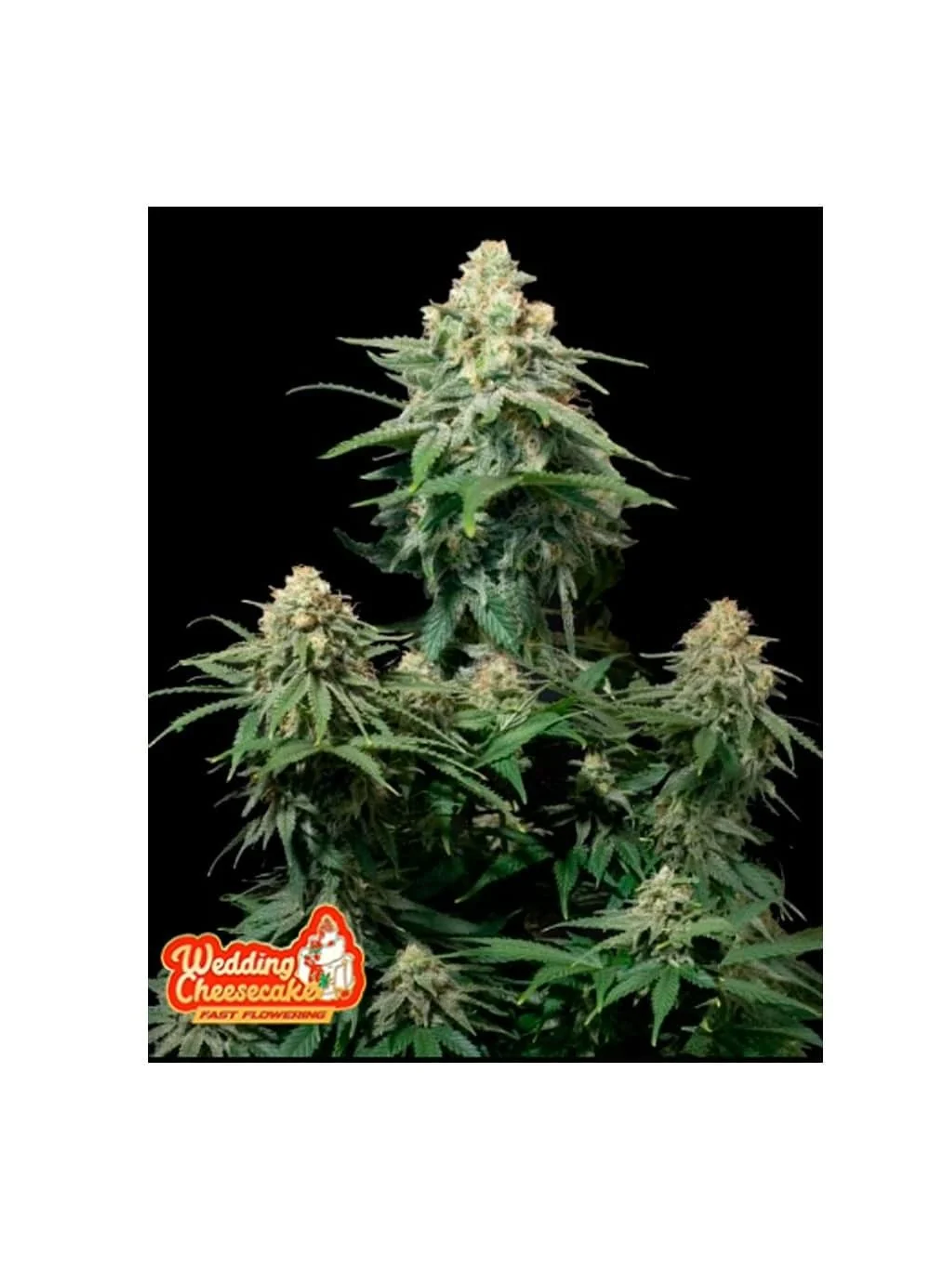 Wedding Cheesecake Fast Flowering Fem3+2-Fast Buds 1