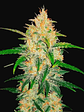 Zkittlez  Auto X1-Fast Buds - Miniatura 1