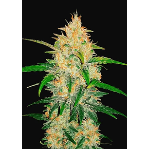 ZKITTLEZ  AUTO X3-FAST BUDS