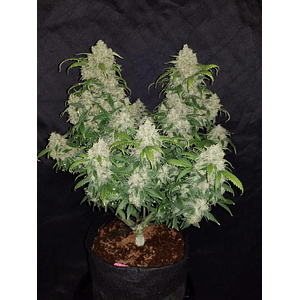 Zkittlez  Auto X3-Fast Buds