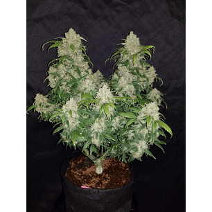 ZKITTLEZ  AUTO X3-FAST BUDS