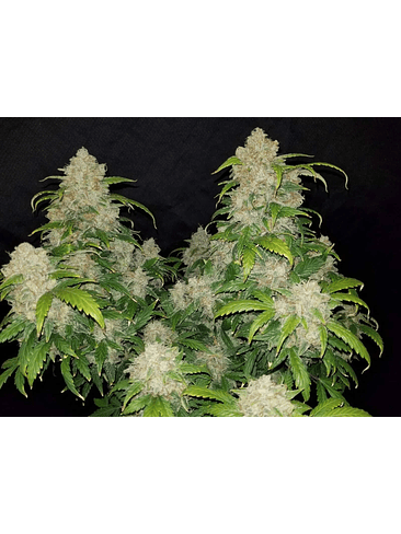 ZKITTLEZ  AUTO X3-FAST BUDS 3