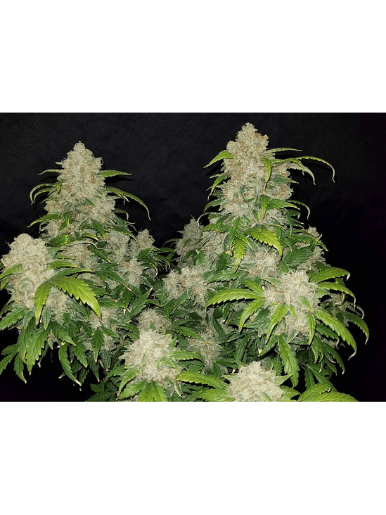 ZKITTLEZ  AUTO X3-FAST BUDS 3