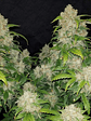 ZKITTLEZ  AUTO X3-FAST BUDS - Miniatura 3
