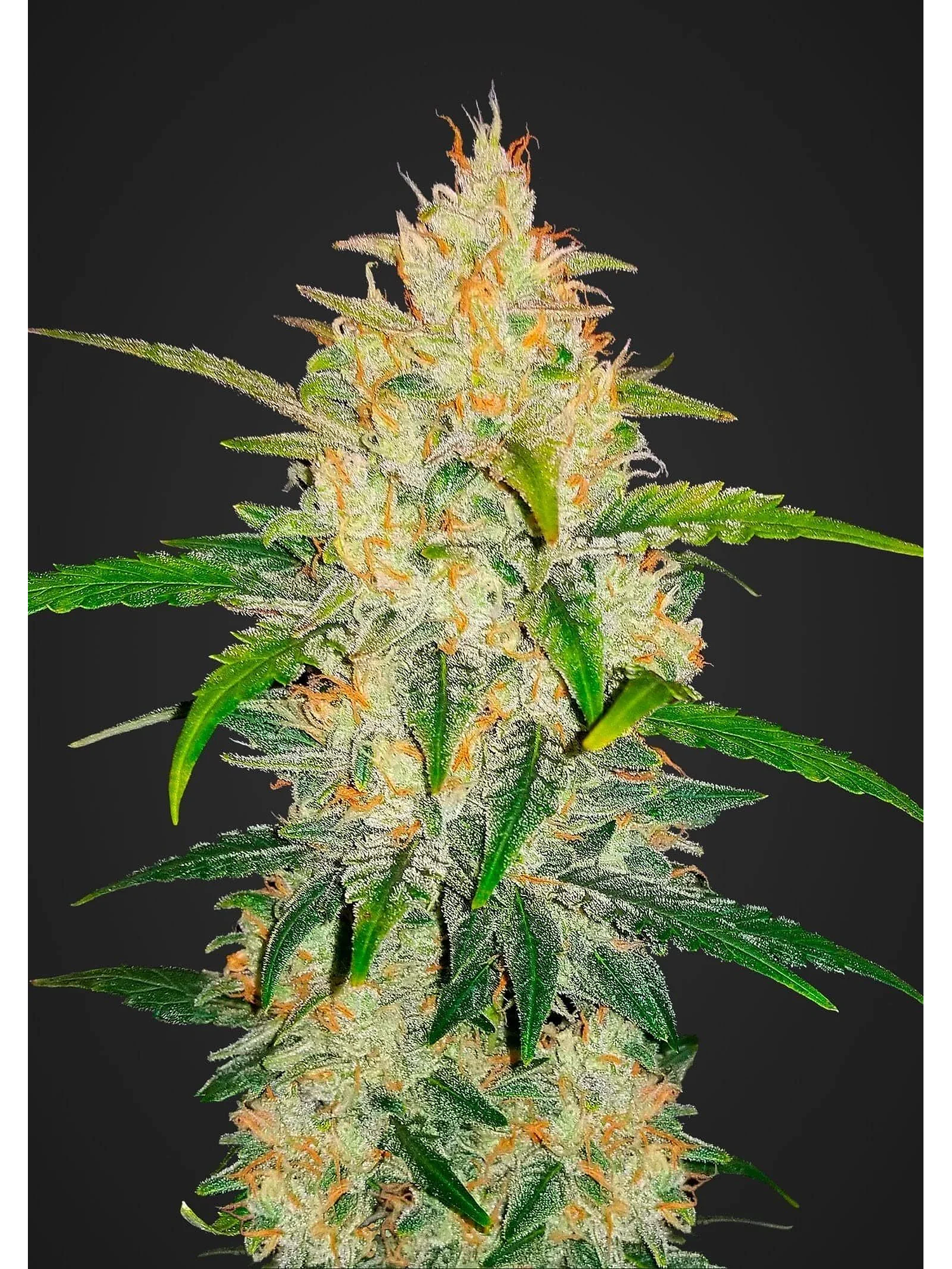 Zkittlez Auto -Fast Buds (X5/X3/X1) 1