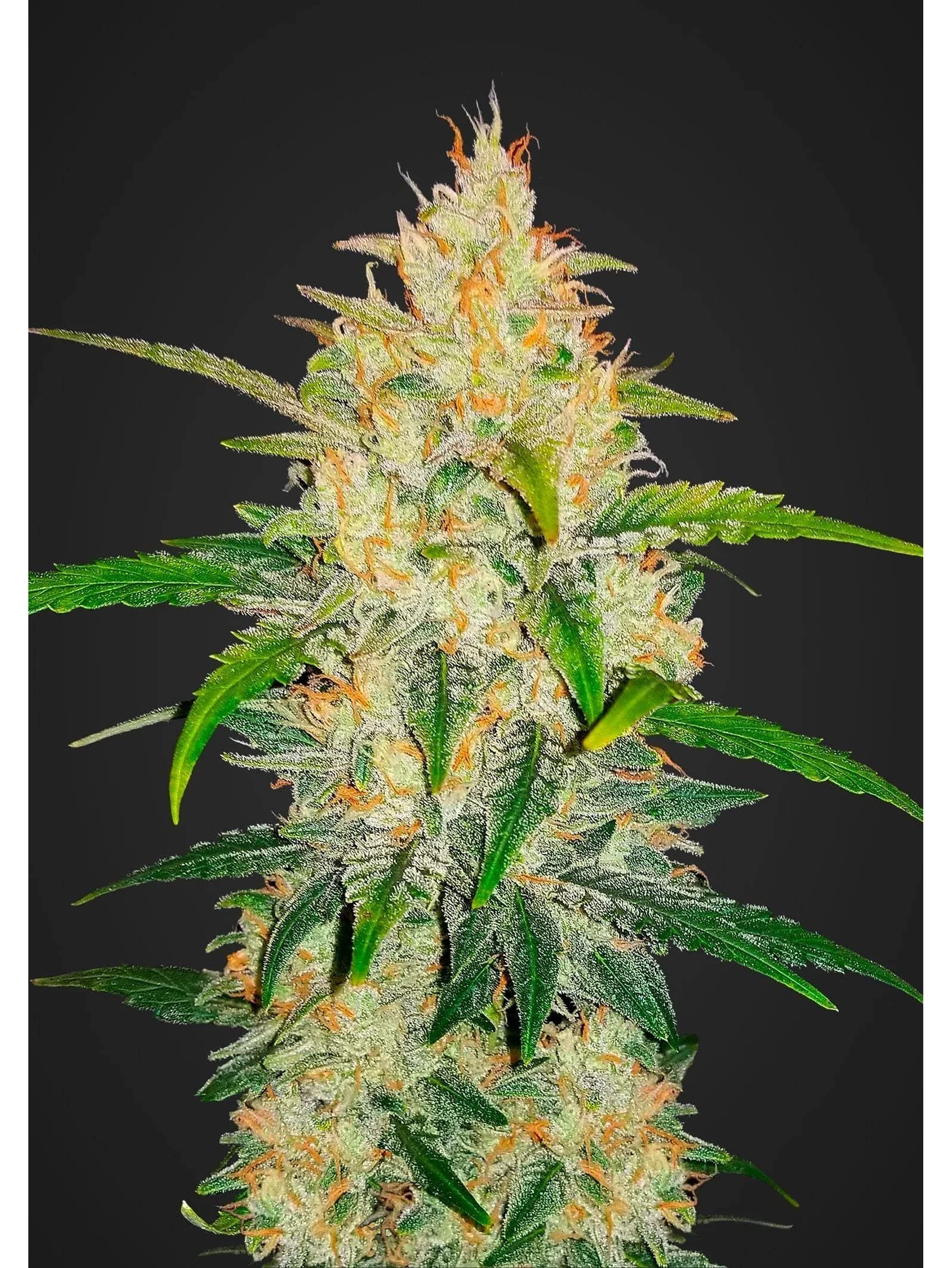 Zkittlez Auto -Fast Buds (X5/X3/X1) 1