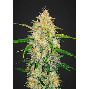 ZKITTLEZ  AUTO X5-FAST BUDS