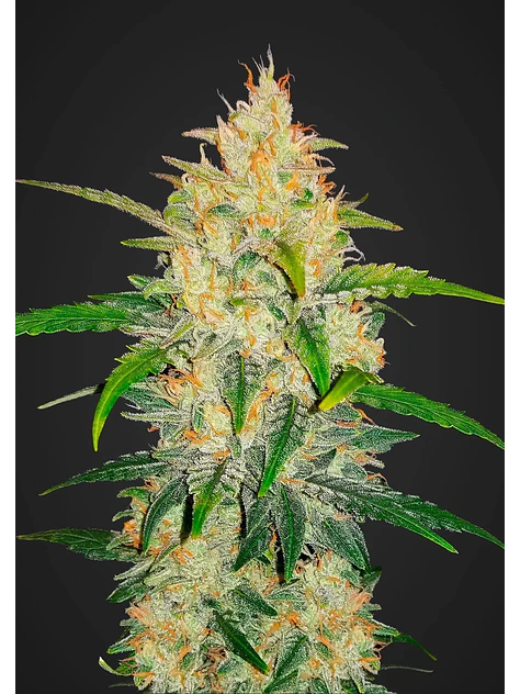 Zkittlez Auto -Fast Buds (X5/X3/X1) 1
