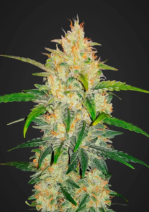 Zkittlez Auto -Fast Buds (X5/X3/X1)