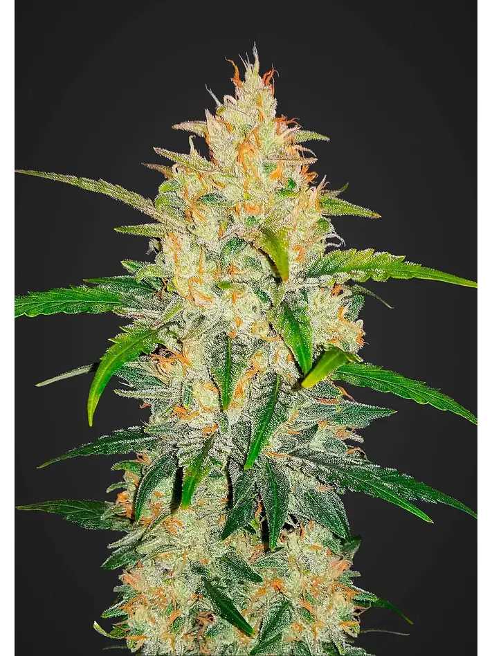 Zkittlez Auto -Fast Buds (X5/X3/X1) 1