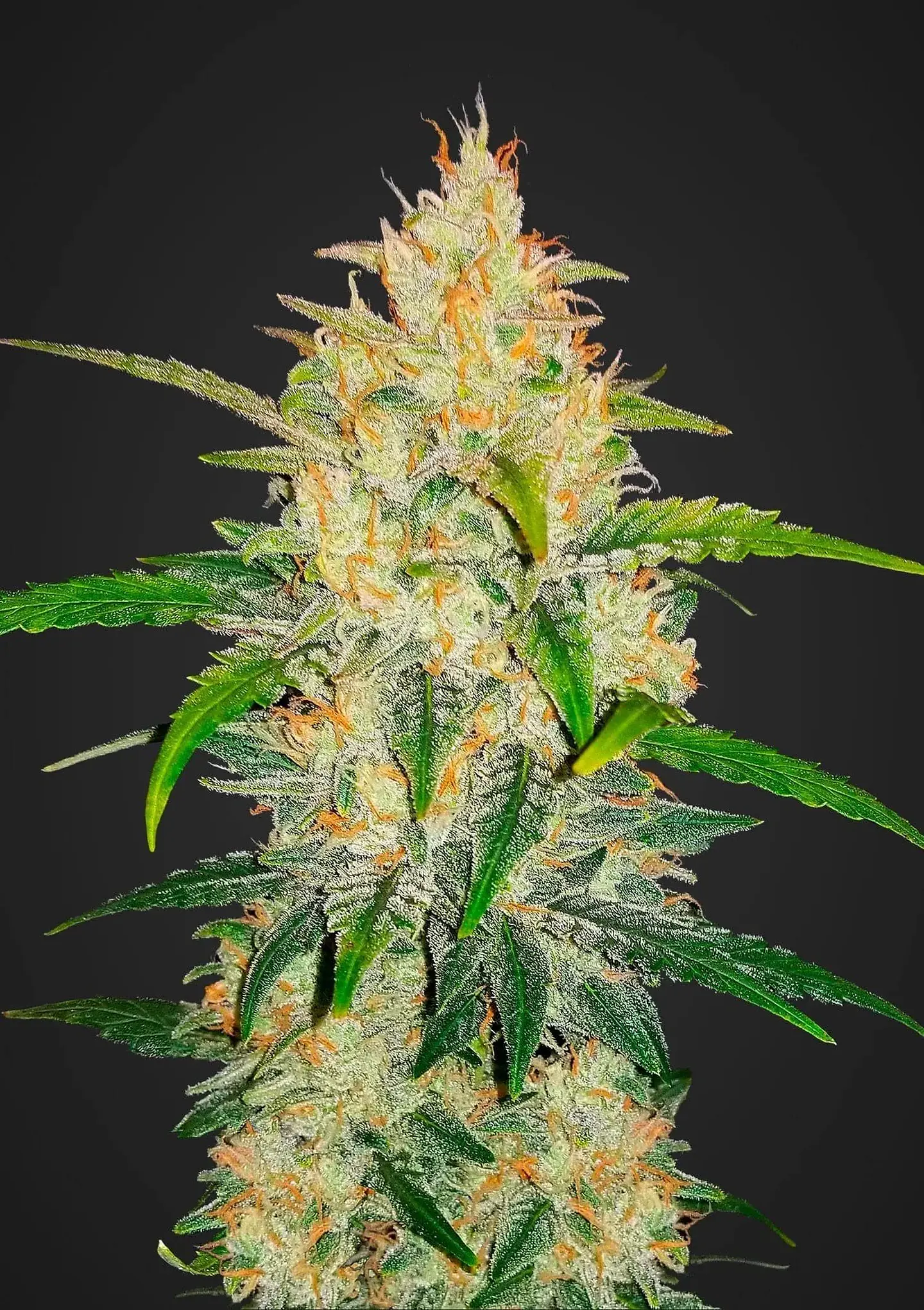 Zkittlez Auto -Fast Buds (X5/X3/X1) 1