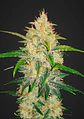 Zkittlez Auto -Fast Buds (X5/X3/X1) - Miniatura 1