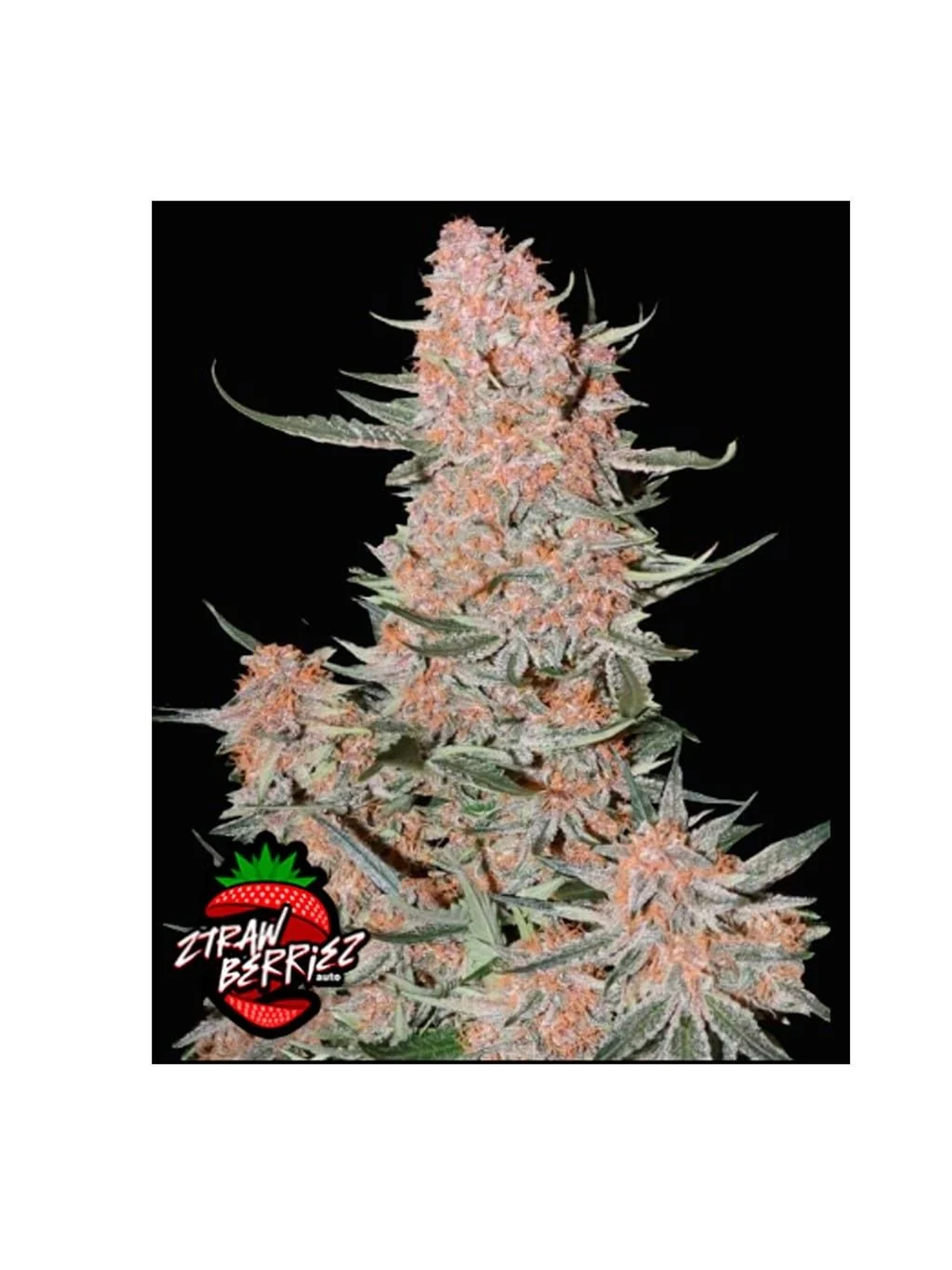 Ztrawberriez Auto 3+2-Fast Buds 1