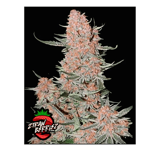 Ztrawberriez Auto 3+2-Fast Buds