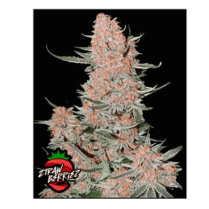 ZTRAWBERRIEZ AUTO 3+2-FAST BUDS