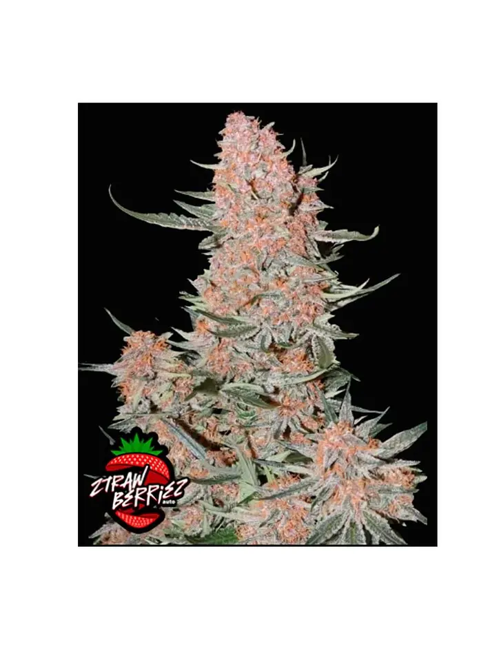 Ztrawberriez Auto 3+2-Fast Buds 1