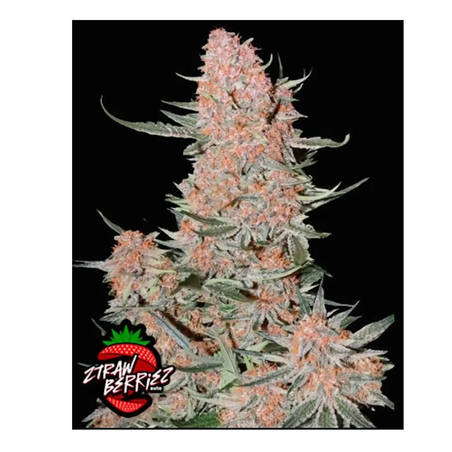 Ztrawberriez Auto 3+2-Fast Buds 1