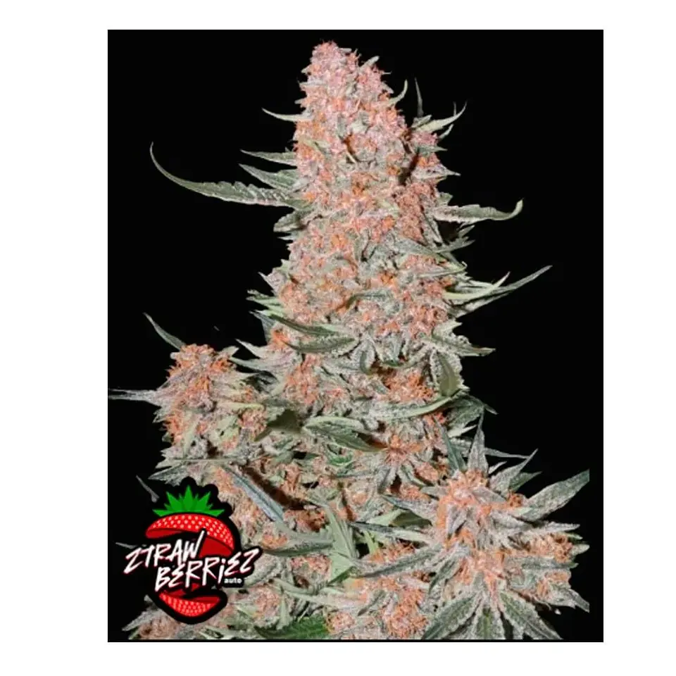 Ztrawberriez Auto 3+2-Fast Buds 1