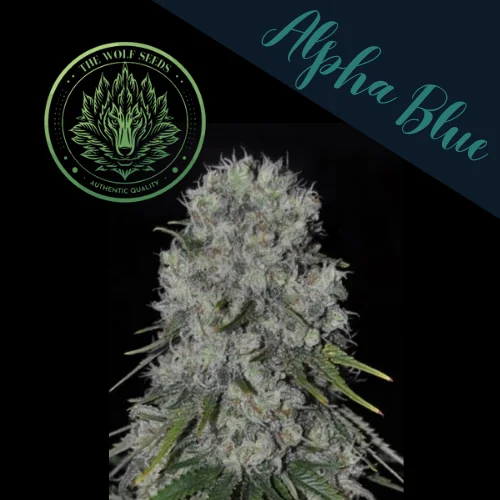 Alpha Blue F1 Fem X3+1-The Wolf Seeds 3
