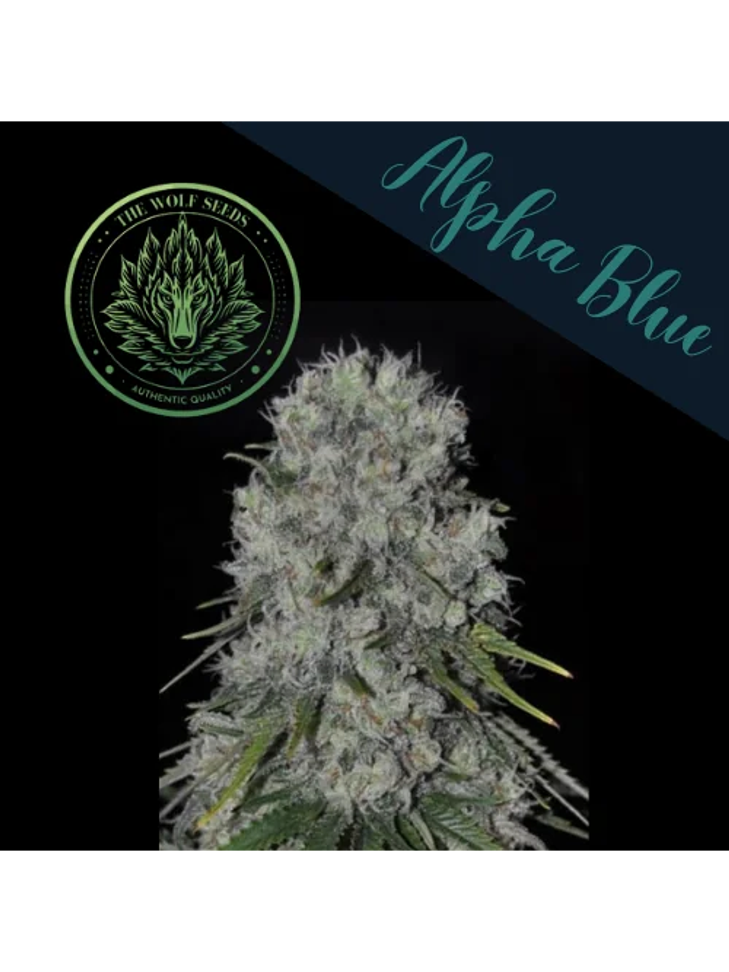 Alpha Blue F1 Fem X3+1-The Wolf Seeds 3