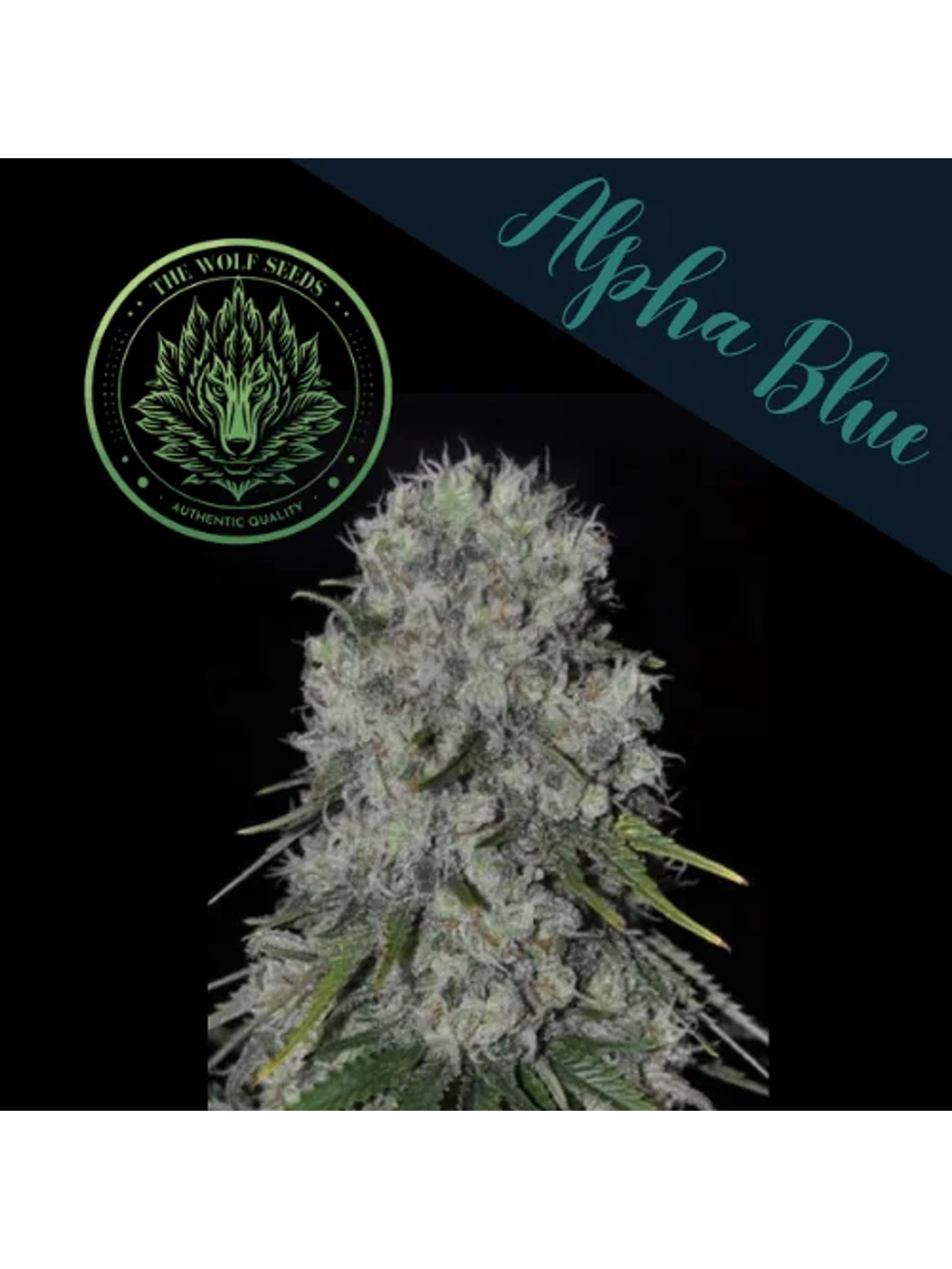Alpha Blue F1 Fem X3+1-The Wolf Seeds 3