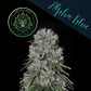 Alpha Blue F1 Fem X3+1-The Wolf Seeds - Miniatura 3