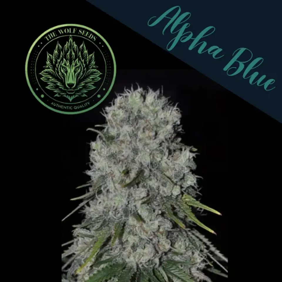 Alpha Blue F1 Fem X3+1-The Wolf Seeds 3