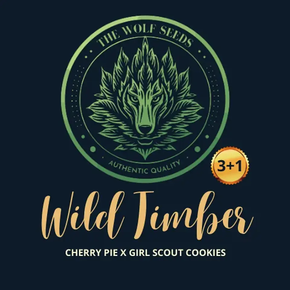 Wild Timber F1 Fem X3+1-The Wolf Seeds 3