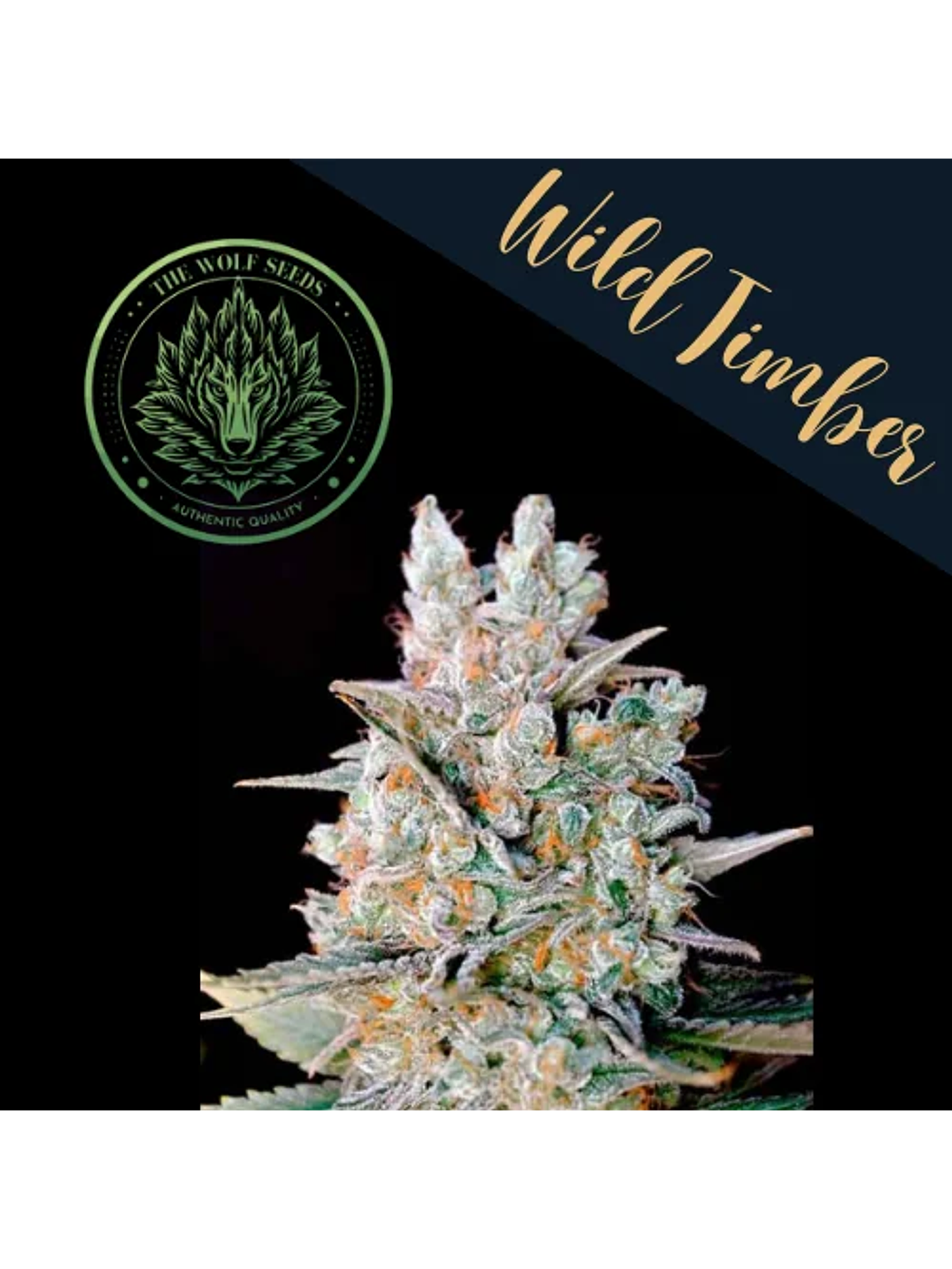 Wild Timber F1 Fem X3+1-The Wolf Seeds 3