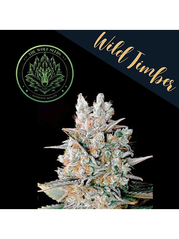 WILD TIMBER F1 FEM X3+1-THE WOLF SEEDS 3