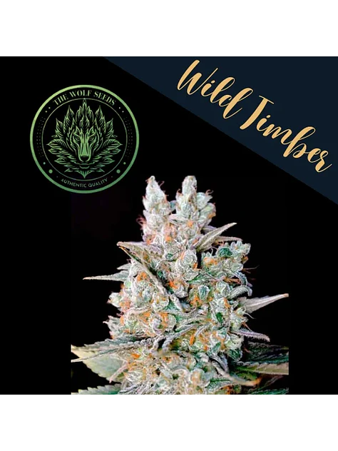 Wild Timber F1 Fem X3+1-The Wolf Seeds 1