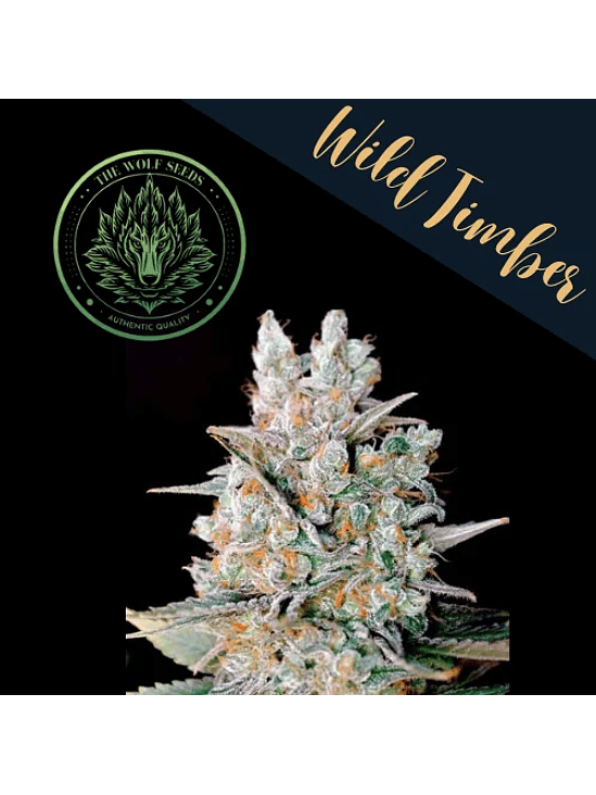 WILD TIMBER F1 FEM X3+1-THE WOLF SEEDS 3