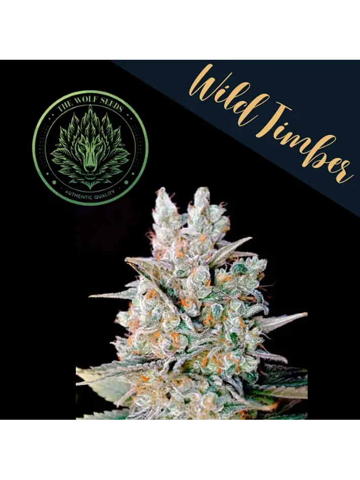 Wild Timber F1 Fem X3+1-The Wolf Seeds 1