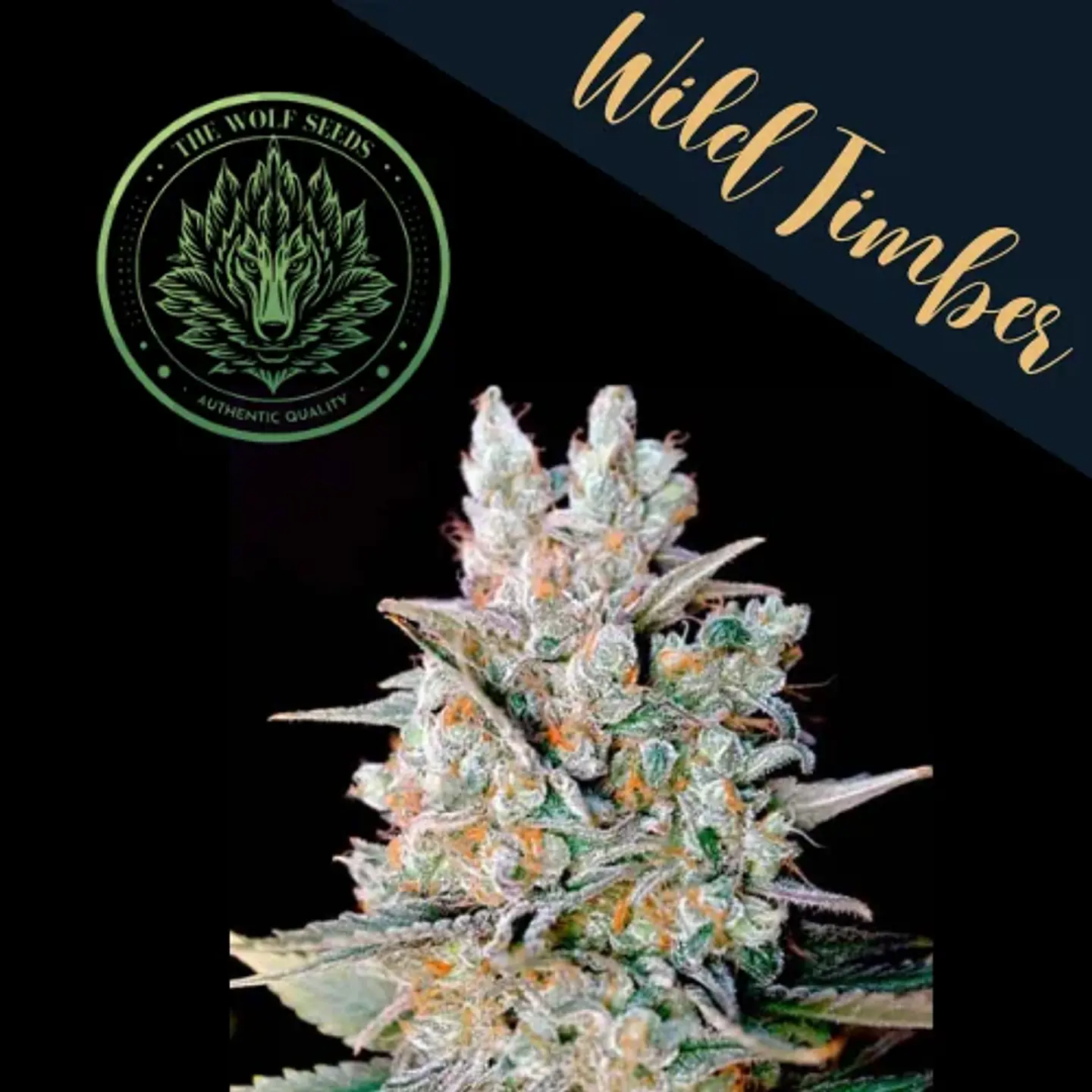 Wild Timber F1 Fem X3+1-The Wolf Seeds 1