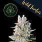 Wild Timber F1 Fem X3+1-The Wolf Seeds - Miniatura 1