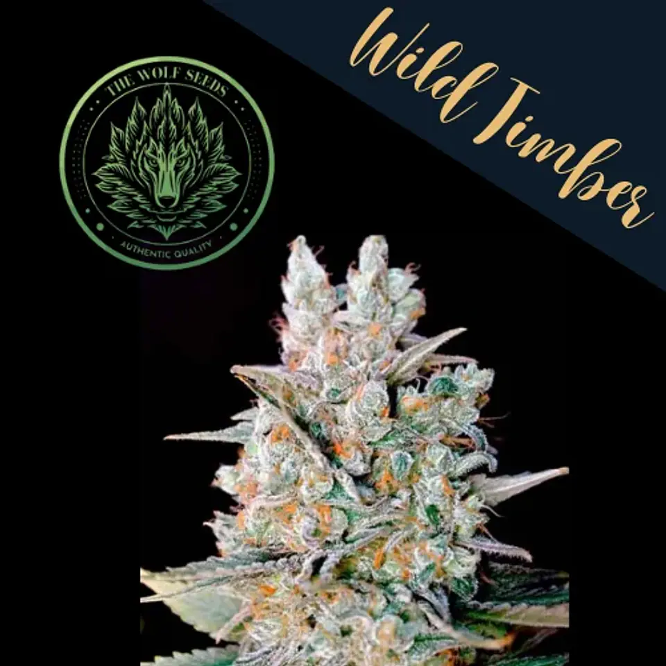 Wild Timber F1 Fem X3+1-The Wolf Seeds 1