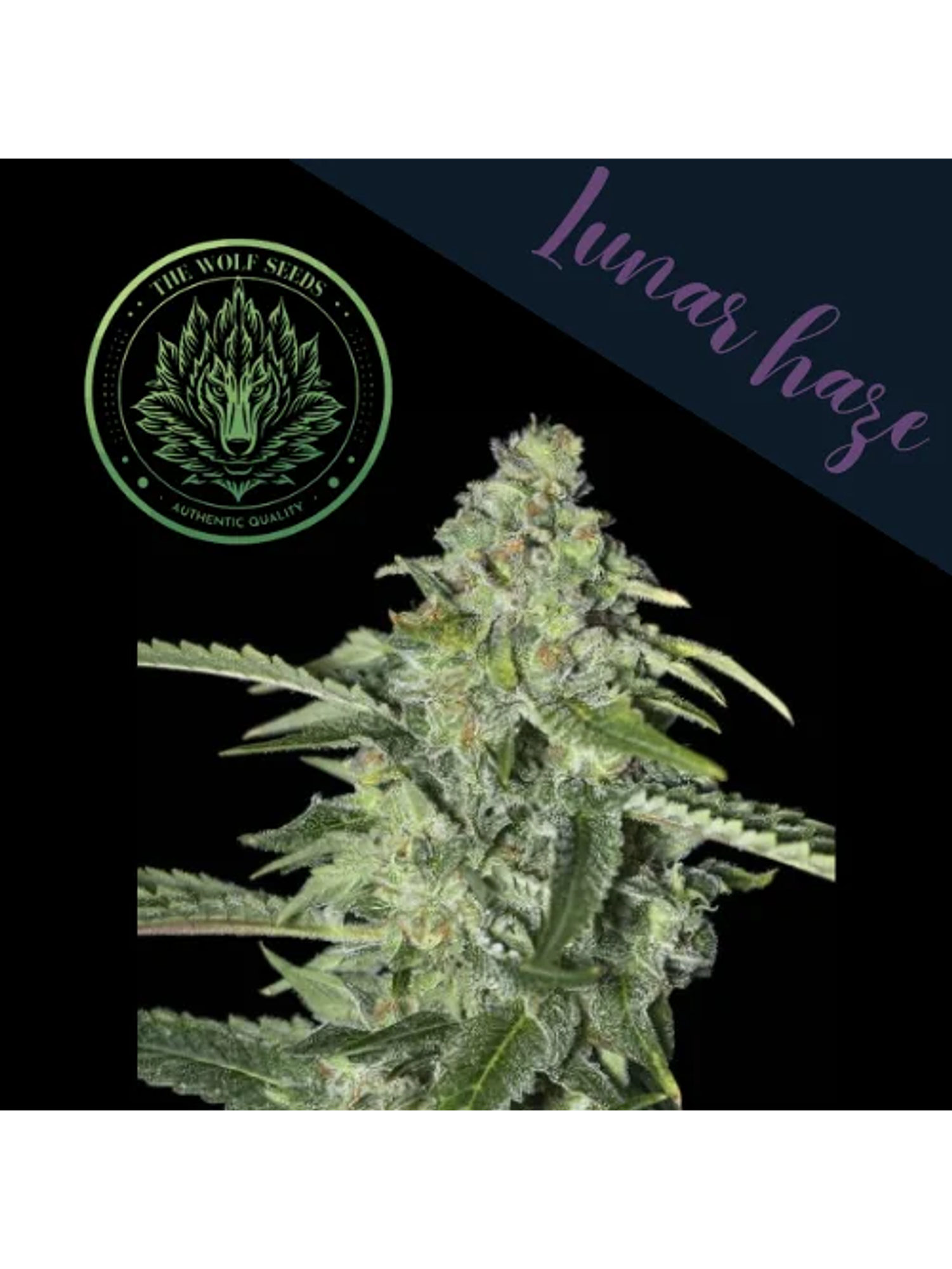 Lunar Haze Fem X3+1-The Wolf Seeds 3