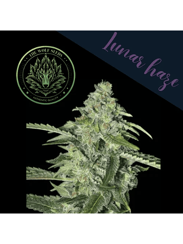 LUNAR HAZE FEM X3+1-THE WOLF SEEDS 3