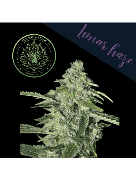 LUNAR HAZE FEM X3+1-THE WOLF SEEDS 3