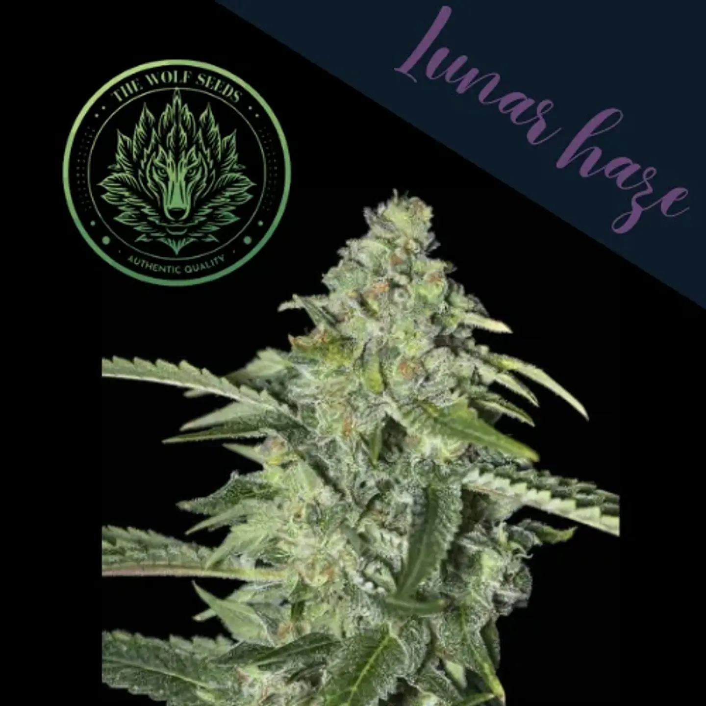 Lunar Haze Fem X3+1-The Wolf Seeds 3