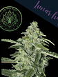 LUNAR HAZE FEM X3+1-THE WOLF SEEDS - Miniatura 3