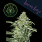 Lunar Haze Fem X3+1-The Wolf Seeds - Miniatura 3